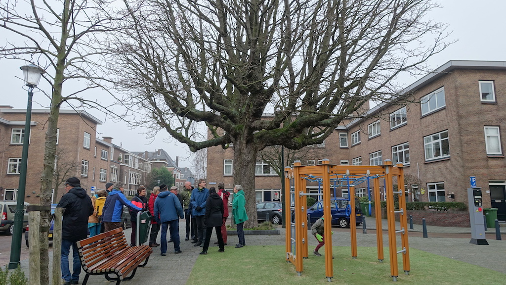 De oudste boom in de Morelstraat.
