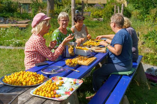 Weldadige fruitoogst